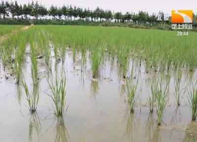 稻田种养新模式亩产青蛙772公斤