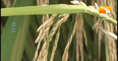 水稻夏季病虫怎么防治？