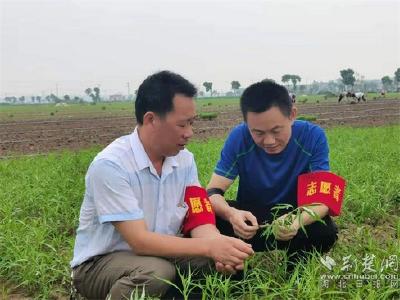 黄石阳新120名农业技术指导员下沉乡镇当“保姆”
