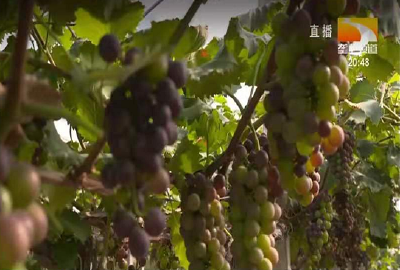 葡萄成熟后出现裂果是什么原因？如何预防？