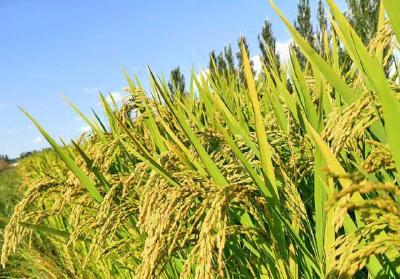 植物工厂实现水稻种植60天快速收获