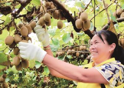 汉产猕猴桃喜迎丰收季 优选品种日益增多渐成主要外销货源