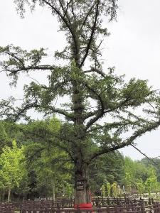 对82万多株古树层层筛选 湖北有了“十大最美古树”