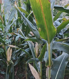 玉米田除草剂药害产生的原因