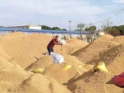 驻村工作队帮村民建粮食烘干房 解决水稻烘干问题