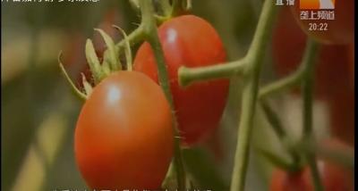 湖北省2021年秋冬设施番茄科学施肥方案