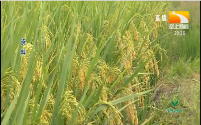 绿色水稻怎么种植？水稻绿色优质高产栽培技术要点