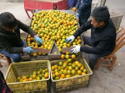 宜都柑橘总产量将超64万吨