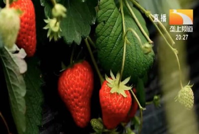 4招合理施肥避免草莓畸形果