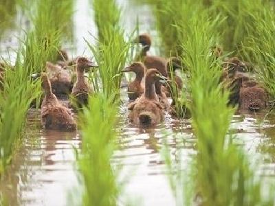 湖北洪山实验室探索构建 “稻—鸭—虾”种养体系  