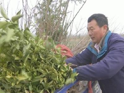 荆州种树能手带领村民致富
