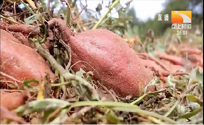 红薯什么时候栽好？红薯栽多深合适？