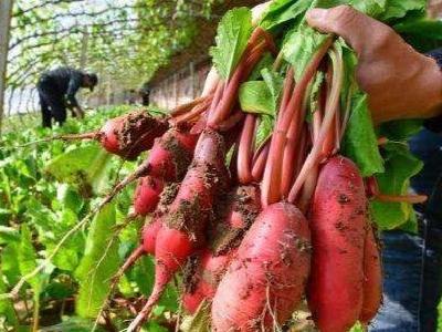 咸宁大学生村官返乡种出水果萝卜