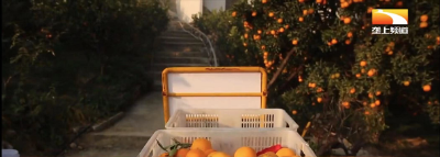 宜昌市：1月柑橘栽培管理技术要点