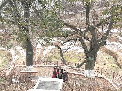 罗田小山村深藏146棵百年古树 树王银杏已有1800余年历史