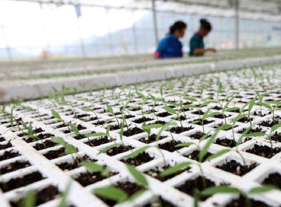 嘉鱼簰洲湾智慧育苗助种蔬菜5万亩