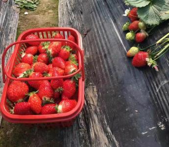汉产早春草莓逐步上市 价格回落市民享实惠