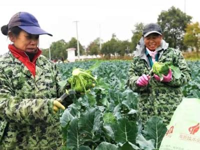 潜江推动蔬菜产业高质量发展 为民增收