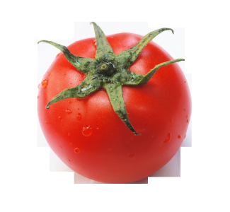 番茄种植期间的常见病害