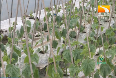 温室黄瓜如何预防化瓜？