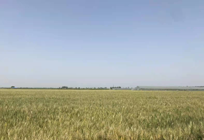 小麦播种期施肥技术