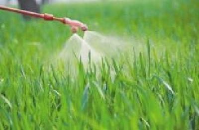 湖北紧急行动加强小麦病虫害防治 确保夏粮稳产增收