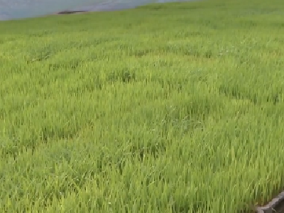湖北省18地开展 绿色种养循环农业试点