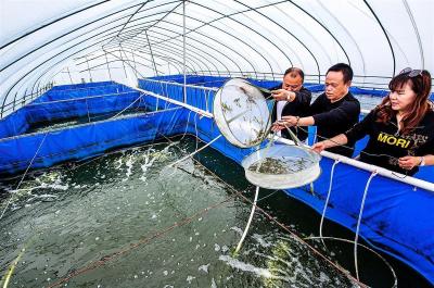 武汉发展淡水养海水虾 助力乡村振兴