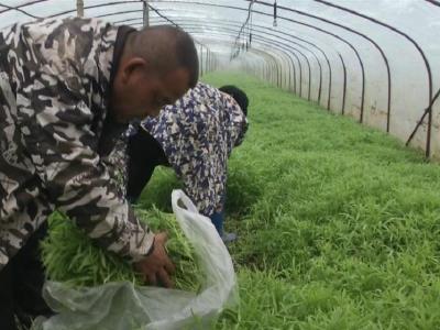 分批栽种错峰上市，荆州江陵藜蒿收益倍增