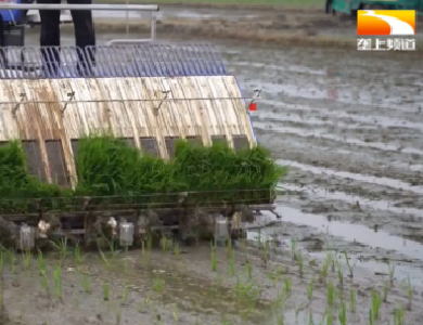 谷雨前后天气变化大 专家支招水稻小麦田间管理