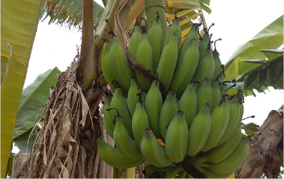 防治香蕉瘦果管理技术