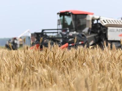 潜江市48.16万亩小麦开始收割 预计总产量可达14930万公斤