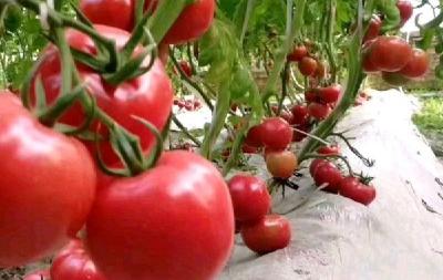 大棚番茄如何改善弱光症？