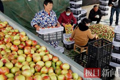 枣阳：油桃抢鲜上市，成为果农增收“金果果”