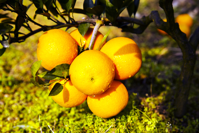 巴东夏橙大器晚“橙” 晚熟柑橘丰富“果篮”