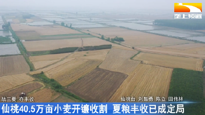 仙桃40.5万亩小麦开镰收割 夏粮丰收已成定局