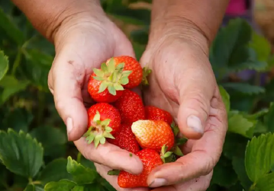 采摘园 欢乐多 十堰茅箭区草莓采摘助农增收