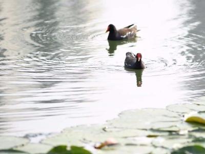 水草+鱼生态治湖，鸟类筑巢武汉宝岛公园