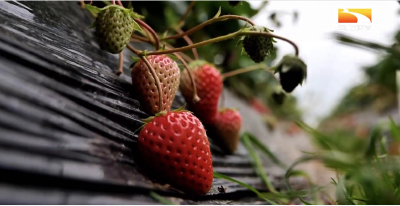 草莓花芽分化技术
