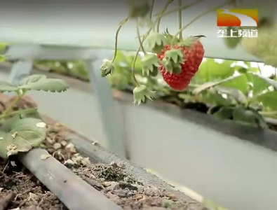大棚草莓在连阴天如何管理？