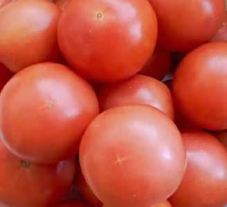 合理施肥使番茄高产