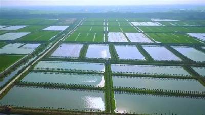 35个新项目，总投资61亿元  力推潜江虾-稻产业升级