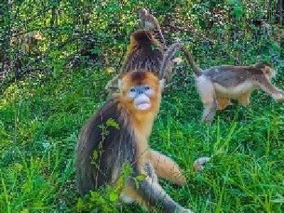 湖北持续拯救繁育珍稀濒危动植物，神农架金丝猴增加193%