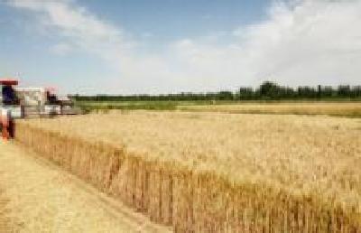 枣阳小麦总产预计达60万吨