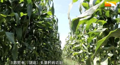 药水肥一体化技术给力 玉米试验田亩产超3000斤