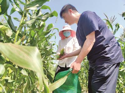 武汉城管帮农民网上销售200万根玉米