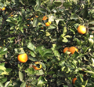 高产柑橘需要掌握的种植技术有哪些？