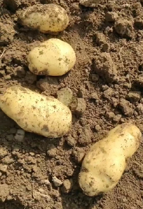 马铃薯科学施肥新方法