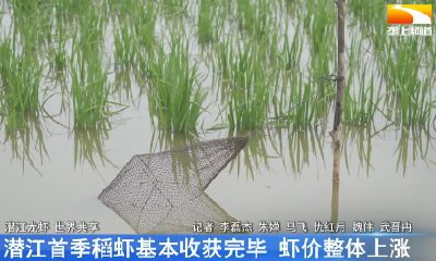 荆州市7月份水稻玉米主要病虫发生趋势预报