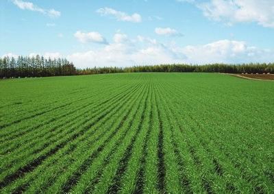 老专家推广秦岭“太空种” 黑小麦在襄阳种植超万亩